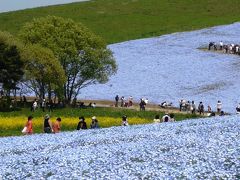 ４００万本の青い花「ネモフィラ」
