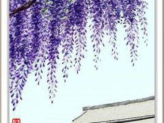 西新井大師の「藤の花」と「牡丹」