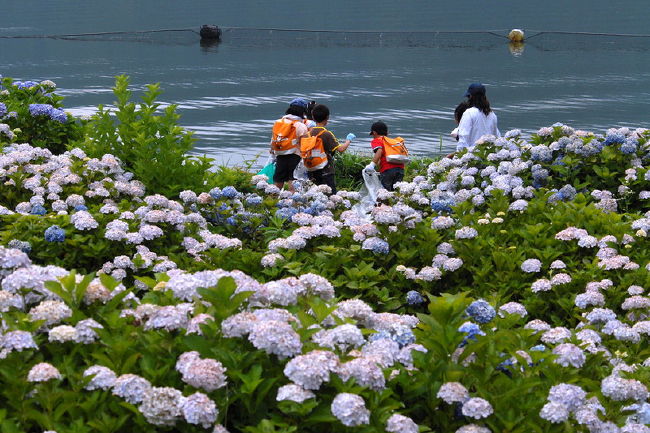 全長寺に続いて.紫陽花シリーズ最後の余呉湖へ<br /><br />琵琶湖の北東に位置する周囲７ｋｍほどの静かな余呉湖.<br />別名「鏡湖」と呼ばれる、<br />天女の羽衣や龍神・菊石姫の伝説などが残る湖。<br />南の湖畔に植えられた紫陽花 約1万株が色とりどりの花を咲かせる<br />余呉湖あじさい公園 . ただ見頃を少し過ぎていたので残念でした<br />当日は、アジサイに沿って遊歩道が整備されているのですが、<br />砂防工事でダンブ行き来で通行止めで..歩いて遊歩道へ<br />また、小学生が社会科？生徒達のゴミ回収作業でした。<br /><br />紫陽花の香り　山からの草木の香り　湖からの水の香り<br />鳥のさえずり　風が木の葉を揺らす音...この花！<br /><br />アルバムの真ん中に夏椿を....その木の名前は..　<br />釈迦が亡くなったときに近くに生えていたことで有名な<br />「沙羅双樹」<br />「平家物語」の冒頭の文に出てくる・・<br />祇園精舎の鐘の声・・・・沙羅双樹の花！！沙羅の木。<br />しかし..沙羅双樹とまちがえたためこの別名。<br />日本では「夏椿（なつつばき）」のことを <br />沙羅双樹として扱われることが多いが..。<br />カメラで撮ってる時にも、花が一輪静かに散って..驚きました・<br /><br />2009紫陽花シリーズ（1）法福寺<br />http://4travel.jp/traveler/isazi/album/10347399/<br />2009紫陽花シリーズ（2）三光寺<br />http://4travel.jp/traveler/isazi/album/10347525/<br />2009紫陽花シリーズ（3）長命寺<br />http://4travel.jp/traveler/isazi/album/10351426/<br />2009紫陽花シリーズ（4）板取あじさい村<br />http://4travel.jp/traveler/isazi/album/10352043/<br />2009紫陽花シリーズ（5）蓮華寺<br />http://4travel.jp/traveler/isazi/album/10352051/<br />2009紫陽花シリーズ（6）全長寺<br />http://4travel.jp/traveler/isazi/album/10352964/<br />2009紫陽花シリーズ（7）余呉湖