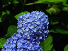 福知山の観音寺へ（アジサイ寺）紫陽花を見に行きました。