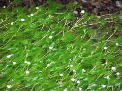 雨の中ちょっとドライブ　滋賀県　米原　　?梅花藻ってこんな花・・・・　