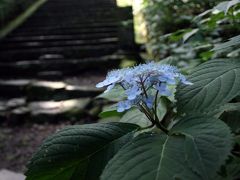 ひとり旅 ［566］ 大山と蒜山へ?＜あじさいが咲く 大山寺阿弥陀堂＞鳥取県伯耆町