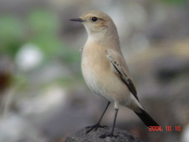 珍鳥が出るという舳倉島でバードウォッチングを楽しんできました。v(^o^)v<br /><br />写真は珍鳥サバクヒタキのメスです。<br /><br />※ 2016.09.06 位置情報登録
