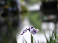 近江八幡の八幡堀を歩く