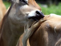 ひとり旅 ［567］ 大山と蒜山へ?＜ジャージー牛 ウオッチング！＞岡山県真庭市