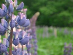 幌加駅のむかしの繁栄をルピナスで想像する