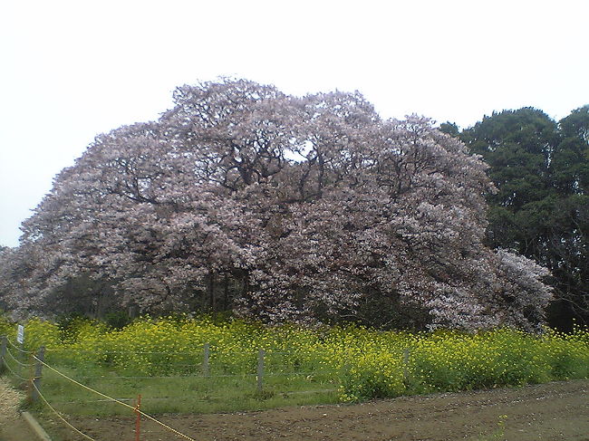 今年はまだソメイヨシノが咲いているのにもう山桜が咲いてしまいました。でもこちらは普通かな？満月のときに満開になるそうです。