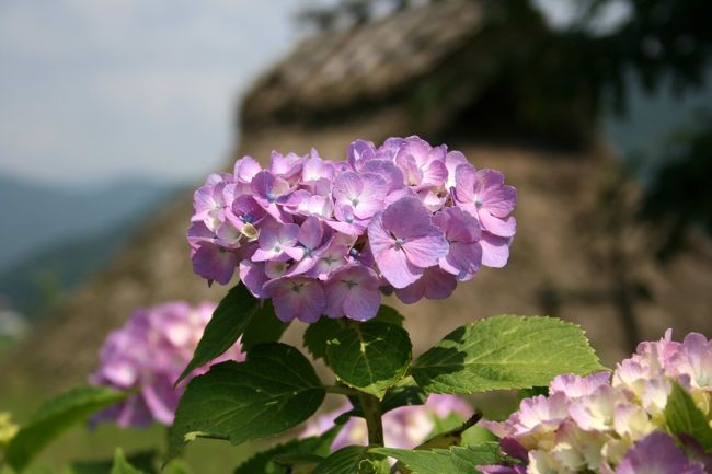 ■大山と蒜山へ? 最終ファイル<br /><br />■蒜山郷土博物館／岡山県真庭市<br /><br />　館内の展示は、国指定史跡「四つ塚古墳群※」を中心とした「古代の蒜山」、蒜山の四季と大宮踊を中心とした「蒜山の自然と文化」の２つのテーマにより、構成されています。<br /><br />※四つ塚古墳群  <br />　四つ塚古墳群は、昭和２８年、蒜山盆地の旭川左岸域の段丘上に一大古墳群の存在として確認され、考古学上一躍脚光を浴びた中の一群集で、紀元約５００年頃、古墳時代後期に造られたものと見られています。  <br /><br />【手記】　<br />　大山と蒜山旅行記、最終ファイルとなりました。<br />　前日はお仕事で深夜の帰宅（いつものことですが）。にもかかわらず、なんと！午前４時00分起床、４時50分出発！午後７時半帰宅・・・とっとり花回廊のお花観賞と放牧牛ウォッチングを目的に、想い出深い地でもある自然豊かな大山＆蒜山をぐるっと回ってきました。<br /><br />　日帰り強行軍、往復570km、元気なおじさんのひとり旅でした。（帰宅後、バテあげていました＾＾；が、、、）<br /><br />・大山蒜山への巡航路は・・<br />　＜往路＞広島インタON、中国自動車道庄原経由で米子道へ、溝口インタOFF<br />　＜復路＞蒜山インタON、北房JCTから岡山自動車道を通って山陽道志和インタOFF…でした。<br /><br />