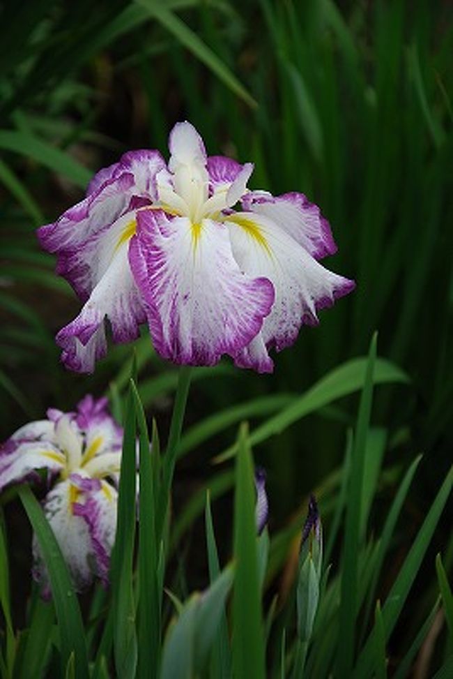 2009.6.16 花菖蒲の見頃時期なので、ちょっと遠出をして｢佐原水生植物園｣に行ってきました。<br />重要伝統的建造物群保存地区 になってる｢佐原の町並み歩き｣後｢香取神宮参拝｣して帰ってきました。<br />昼食は明治時代からの老舗｢小堀屋本店｣で昆布が入って真っ黒の珍しいお蕎麦を食べました。 <br /><br />