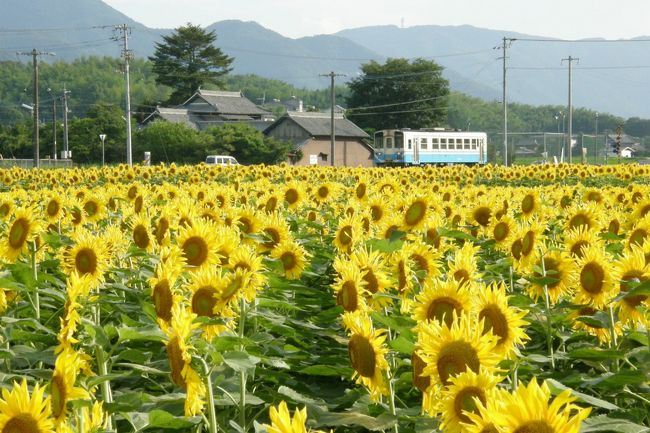 2009年、いよいよ夏ですね。<br />夏のシンボルの花は向日葵。香川県内では<br />およそ25万本の向日葵を植栽している、<br />まんのう町を訪れました。<br />9年前に旧仲南町が町おこしの一環として<br />始めたものです。<br />なお、向日葵は全て食用です。