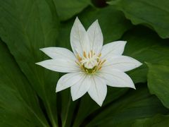 初夏の信州(3) 栂池自然園の花々 ～2009年7月～