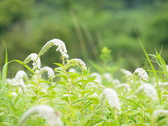 ２００９年７月　わずか２週間の違いでも箱根湿生花園は別な世界でした　後編