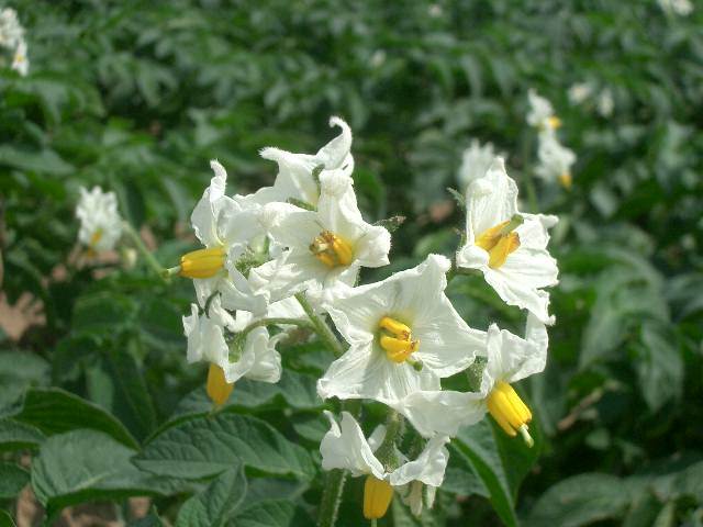 可憐なかぼちゃの花が咲いていました。