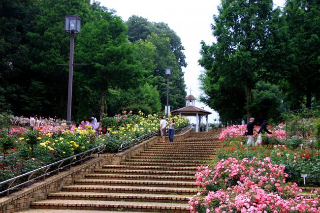 相模川沿いで紫陽花を見て、相模原北公園で紫陽花が見ごろという情報を思い出したので、相模原北公園へ向いました。<br /><br />相模原北公園では、「アジサイフェア&#39;09」のイベントが開催されていることもあり、公園の駐車場は満車で、臨時駐車場の方に車を止めました。また、公園内も多くの人で賑わっていました。<br /><br />花木園で薔薇が綺麗に咲いていたので、最初に薔薇を鑑賞しました。