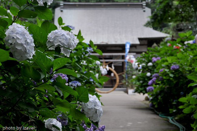 今年も磯山神社に行ってきました。<br /><br />夜も撮りたかったのですが、今年は時間の都合があわなかったりして昼間だけです(汗)。<br /><br />今年はかなり早く温度が上がっていたせいか、いつもの年なら６分咲き程度なのですが境内裏のあじさい園は７〜８分まで色づいていました。