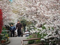 神奈川探訪?　入江川せせらぎ緑道便り?（４～５月）　桜、サギ、カルガモ