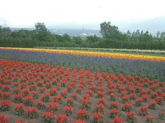 ラベンダーだけではないファーム富田の花々。いつまでいてもあきないファーム