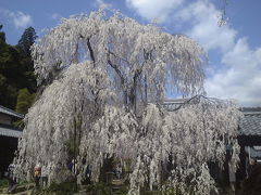 花見　又兵衛桜と大野寺しだれ桜