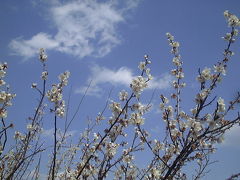 綾部山梅林　花見