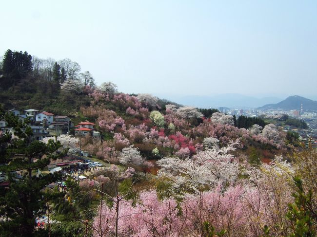 昨年に引き続き、今年も桜を見に行ってきました♪