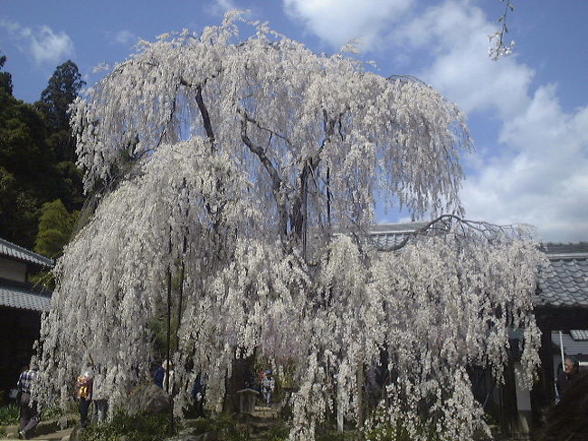 奈良県宇陀市にある又兵衛桜と大野寺のしだれ桜を見に行きました。<br />どちらも見事なしだれ桜です。<br /><br />この頃はまだあまり知られてなくて、ゆっくり見れましたが、今はシーズンともなると大変です＾＾