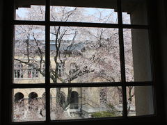 [2009年04月] 京都でお花見、府庁の桜