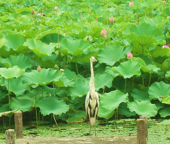 先日、万博公園で蓮を見て以来、蓮の花にハマってしまいました。花にハマるということは今まで無かったのですが、蓮を間近で見てしまうと、もう虜です☆<br /><br />たまに出かける服部緑地にも蓮池があったことを思い出し、どんな風に咲いているのかな？と、蓮のシーズン中、初めて行ってみることにしました。蓮池って、シーズン中とシーズンオフとでは、全く景色が異なりますね〜。この服部緑地は入園料なし、閉園時間なしの公園なので、頑張って早起きをすれば、蓮の開花の瞬間を見ることが出来ると思いますよ☆