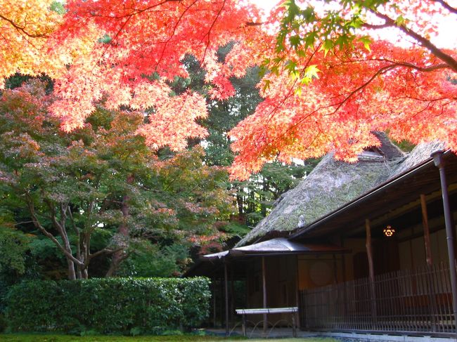 秋真っ盛りの11月中旬、紅葉と鹿に会いに奈良へ行ってきました。<br /><br />鹿・・・奈良公園・春日大社。<br />紅葉・・・奈良の名園『吉城園』。<br />お昼ごはん・・・『依水園 三秀亭』。<br /><br />どこも紅葉でいっぱい！<br /><br />京都ほど混んでいないので、ほっこりしたい方に奈良はおすすめです（ちなみに京都在住です）☆<br /><br />