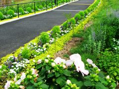 Ｙ150-05　つながりの森に咲く花たち　☆槿･睡蓮・朝顔など