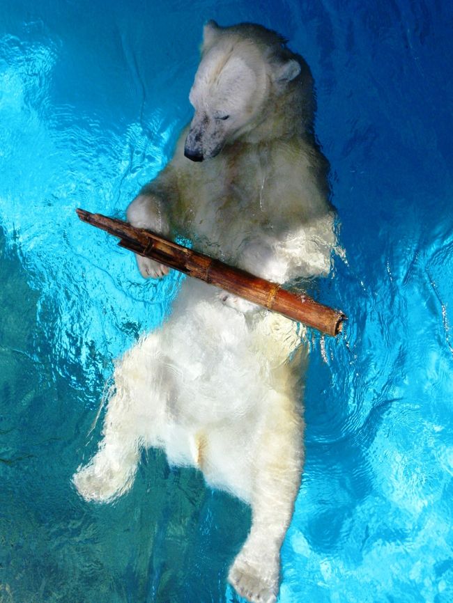 よこはま動物園ズーラシアは、1999年に横浜市旭区にオープンした森に囲まれた広大な動物園です。 「生命の共生・自然との調和」をメインテーマに掲げるズーラシアには、世界の希少動物およそ70種がくらしています <br /><br />ホッキョクグマ<br />地上最大の肉食動物でアザラシやセイウチ、死んだクジラ類などを捕らえて食べています。これが得られない時期には、鳥や植物などを食べることもあります。冬になると北極からの氷の広がりに合わせて南へ移動し、それが後退する夏には北へと移動しますが、地域によっては沿岸部や島などで夏を過ごすものがあります。通常、冬眠はしませんが、出産を迎えた雌は巣穴の中で冬ごもりをし、出産と育児を行います。近年、地球温暖化による影響で数が激減しており、絶滅が危惧されています。 .<br />(http://www.zoorasia.org/guidance/animal/detail.html?aid=100052<br /> より引用)<br /><br />よこはま動物園ズーラシアについては・・<br />http://www.zoorasia.org/index.html<br /><br />ホッキョクグマ 英名 Polar Bear <br />ホッキョクグマ(北極熊、Ursus maritimus)は、哺乳綱食肉目クマ科に分類されるクマ。動物愛護管理法の規定による特定動物。<br />オスの成獣で体長2.5〜3.0mで体重250〜600kg。メスは一回り小さく体長180〜250cmで体重100〜300kgほど。生息地や食糧事情での個体差が激しく、中には800kgに肥大化するオスも確認されている。寒冷地の生物ゆえ脂肪を非常に蓄えやすい体をしており、メスの成獣ホッキョクグマが九か月で408kg増えたこともある。なお、出生時の体重は約600グラムで身長は30センチほどである。 その過酷な生息環境から、雑食獣であるクマ類の中で最も肉食性が強い種である。同類では最大のサイズを誇り、ヒグマ以上に大型化することも多々あることから「地上最大の肉食獣」と称される事も多い。 野生下では主にアザラシなどを主食とし、植物性のスゲや昆布なども食べる。分厚い脂肪を持ち、ヒグマと比べると、頭骨や肩の盛り上がりが小さく、他種のクマより長い首を持つ。 <br /><br />体制は寒冷地に適応している。独特の体毛を有するほか、耳介の小ささも適応の結果と考えられる(アレンの法則を参照)。足の裏には肉球の部分を除き全体に毛が生えている。これは氷から足を守ることと滑り止めの役割がある。<br />なお泳ぎが上手いことで知られ、移動や狩りにおいては氷上だけでなく、海上でも頻繁に姿を確認されている。<br /><br />全身が白い体毛に覆われているため、シロクマ(白熊)とも呼ばれる。多くの哺乳類の体毛がたとえ白色であっても光を透過しないのに対し、ホッキョクグマの体毛は光を透過し、内部が空洞になった特殊な構造のために、散乱光によって白くかがやいて見える。( フリー百科事典『ウィキペディア(Wikipedia)』より引用)<br /><br />