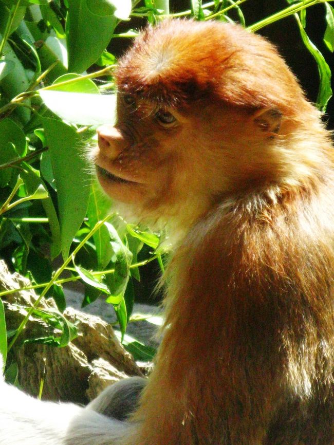 よこはま動物園ズーラシアは、1999年に横浜市旭区にオープンした森に囲まれた広大な動物園です。 「生命の共生・自然との調和」をメインテーマに掲げるズーラシアには、世界の希少動物およそ70種がくらしています <br /><br />和名テングザル 　　英名　　Proboscis monkey <br />オナガザル科　　分布　ボルネオ島 <br />体長オス74.5 cm、メス62cm 　体重　オス21kg、メス10 kg、<br />希少度（レッドリスト）　絶滅危惧種（EN） <br />特徴（生態）　<br />インドネシア、マレーシアに属するボルネオ島のみに生息するオナガザルの仲間。主な生息地は海沿いのマングローブ林や川沿いの湿地林で、一部は川沿いにかなりの上流部（標高245m）にも生息します。主な餌は木の葉、特に若葉を好むが、（木の葉44%、種子20%、果実17%、花3%、小動物1%）季節によっては果実（おもに未成熟なもの）も多く摂取します（1〜5月果実食、6月〜12月葉食）。そのため、他のコロブス亜科と同様、大きくくびれた胃を持ち、そこで微生物による消化をおこなっています。オトナのオスは大きな鼻が特徴で、食事の時には邪魔になるときもあり、時々片手で鼻を押し上げながら食べ物を口に運ぶこともあります。何のために大きいのかは正確には不明ですが、メスに対するセックスアピール、または大きな声を出すための共鳴器とも言われています。 .<br />（http://www.zoorasia.org/guidance/animal/detail.html?aid=400006　より引用)<br /><br />今回来園したテングザルは、ボルネオ島の汽水域（真水と海水が混じるマングローブ林など）にだけ生息する同島の固有種です。食性も木の葉を中心とした「葉喰いザル」の仲間でその消化・吸収の方法が特異なため、古くから飼育が困難であると言われてきました。<br />テングザルを日本で飼育展示し、野生での現状を伝えることは、現在彼らの生息地で起こっていることに気づいていただくきっかけになるのです。<br />今回、来園したテングザルたちは、永年本種の累代飼育に成功しているスラバヤ動物園で繁殖した個体です。よこはま動物園では、テングザルを受け入れるにあたってスラバヤ動物園へ職員を派遣し研修をさせるとともに、受け入れ個体については、環境に慣れやすい若い個体を導入するなど最善をつくしております。保護繁殖について今後は、遺伝学的研究や繁殖にかかわるホルモン定量、人工授精などの研究を進め、「生息地以外での保護」に努めてまいります。(下記より引用)<br /><br />よこはま動物園ズーラシアについては・・<br />http://www.zoorasia.org/index.html