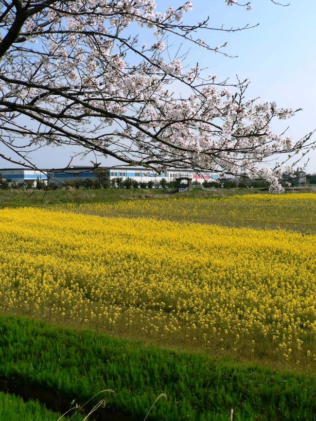 小浜から旧若狭街道を通って琵琶湖岸の今津町に出て湖岸道路を南下すると菜の花ロードと名づけられている道に出た。<br />菜の花で一面黄色に染まった田園の側の桜並木も満開でたくさんの人たちが花見を楽しんでいた。<br />「道の駅しんあさひ風車村」は１９８８年、菅沼浄化の為に発電機能がある６枚羽ジャンボ風車、景観整備としてオランダ風車２基、花菖蒲園などを設け風車村を開設、１９９３年に「道の駅しんあさひ風車村」となった。<br />　風車と花を楽しむことができ、メイン施設のアイリスハウスには地元新鮮野菜や土産物などの販売店、カフェレストランなどがあり、園内には「スワンボート」「グラウンドゴルフ」「ちびっこ釣堀」など、家族向けのレジャー設備もあり、琵琶湖をドライブする人たちの休憩場所として賑わっていた。<br />　<br />「道の駅しんあさひ風車村」のHP−http://www.biwa.ne.jp/~windmill/fuusya.html<br />（写真は菜の花ロードの光景）<br />