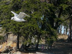 ユーカリ林で森林浴、ついでに鳥見に花見にヨットも＆飛行機見物「コヨーテポイント・パーク＆ミュージアム」