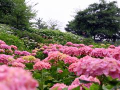 「相模原北公園」に薔薇と紫陽花を観に行く　?