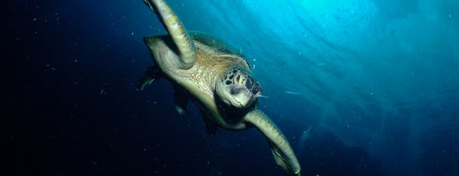 カパライ島 旅行 クチコミガイド フォートラベル マレーシア Kaparai Island