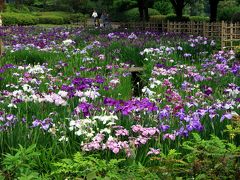 「相模原北公園」に薔薇と紫陽花を観に行く　?