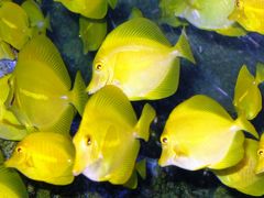 八景島-05　アクアミュージアムの人気者　☆キイロハギ・熱帯魚・海亀