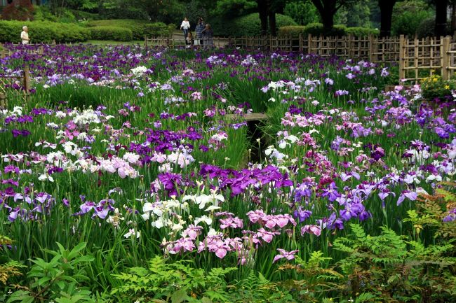 あじさい園で色々な種類の紫陽花を堪能後、公園出口に向って歩いていたら、菖蒲園の菖蒲が綺麗に咲いていたので、ついでに見て行きました。<br /><br />相模原北公園では、薔薇・紫陽花・菖蒲と同時に見ることができ、楽しめました。