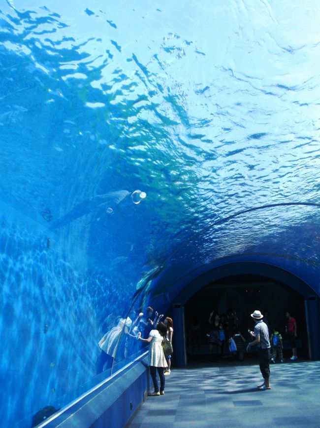 自然の光がふりそそぎ、青い海と白い砂地でたわむれるイルカの様子を今まで見たことのない視点から見ることができる、新しいスタイルの水族館です。<br />入り口をくぐるとバンドウイルカがお出迎え。その先にはかわいらしい仕草のシロイルカが、みんなに挨拶してくれるよ！<br />(http://www.seaparadise.co.jp/aquaresorts/area_dolphin.php　より引用)<br /><br />シロイルカ水槽<br />人とイルカのコミュニケーションをテーマした「癒し」の水槽。<br />.大人気のシロイルカを360°から見ることができ、やわらかな陽光に包まれ、幻想的な海の中を泳ぐ姿を楽しめます。<br />シロイルカは、海のカナリアと呼ばれるほど美しい声の持ち主で、時には目の前にやって来ておじきをしたり、人の動作に反応するなどかわいらしいしぐさを楽しむことができ、そのしぐさに癒されます。<br />イルカ水槽<br />より自然の海に近い状態を再現した「イルカ水槽」。<br />.太陽光が差し込み、青い海と白い砂地にサンゴ礁の情景が再現され、イルカや色とりどりの魚たちが泳ぎます。イルカが泳ぐ姿やジャンプする様子、魚たちが群れで泳ぐ姿を海の中から見るという、まさに海底散歩をしているかのような感覚を体感できます。<br /> (　http://www.seaparadise.co.jp/aquaresorts/aquarium_bottlenose.php　より引用)<br /><br />八景島シーパラダイスについては・・<br />http://www.seaparadise.co.jp/<br /><br />