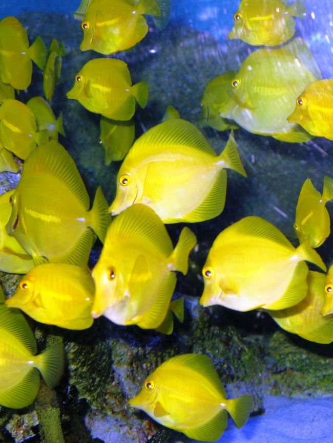 アクアミュージアムは、500種類10万点の生きものたちが生活する、日本最大級の水族館です。動物たちの魅力的な仕草を楽しんだり、色とりどりの美しい魚が泳ぐ海に見とれたり…。楽しみ方は人それぞれ、心ゆくまで海にとけこみ、生きものたちとのふれあいをお楽しみいただけます。<br /><br />ZONE1海に帰ってきた動物たち　ZONE2氷の海の人気者　ZONE3群れと輝きの魚たち・アクアチューブ　.ZONE4海の生きものたちのくらし　ZONE5美しい「海の花」たち　ZONE6海のみなもと・川の生きもの.　<br />（http://www.seaparadise.co.jp/aquaresorts/area_aqua.php　より引用）<br /><br />キイロハギ<br />.全身黄色でとんがりおちょぼ口が愛嬌たっぷりのこの魚は、横浜・八景島シーパラダイスのキャラクターフィッシュです。<br />西部太平洋の暖かい海に生息していて、主に海藻等植物質のエサを好んで食べます。アクアミュージアムでは海藻の代わりにレタスを与えています。<br />英名 ： Yellow tang 　学名 ： Zebrasoma flavescens <br />科名 ： ニザダイ科 　体長 ： 15cm<br />（http://www.seaparadise.co.jp/aquaresorts/creature/yellow_tang.php<br />　より引用）<br /><br />八景島シーパラダイスについては・・<br />http://www.seaparadise.co.jp/<br />