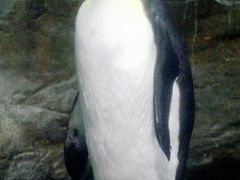 八景島-06　ペンギン・ホッキョクグマ・アザラシ等　☆氷の海に生きる