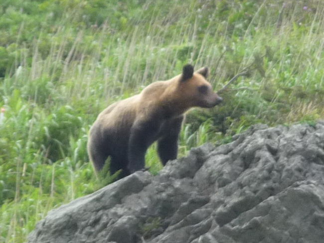 野生の熊に遭遇しました・・・写真を撮るのに近づきました・・・わずか2分ほどでしたが・・・よく写真に撮れたと思います・・・<br /><br />長く北海道に居られる方でも見たことがない方が多いそうです<br /><br />その後命拾いした私は・・・計画どうり無料のクマさん・・・ではなく無料露天風呂・・・熊の湯に・・・<br /><br />旅の疲れもすっかり・・・良いお風呂でした・・・又私のヌードあ有るので気をつけてください・・・。