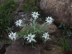 花・感動の「早池峰山」