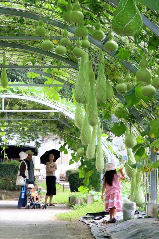 名古屋市東部の丘陵地にある名古屋市農業センターの園内に、今年もヒョウタンが沢山の実を付けているらしい。梅雨時の薄日のさす午後、日陰で涼しげなヒョウタンのトンネルを歩いてきました。<br /><br />写真は、家族連れで賑わうヒョウタンのトンネル。