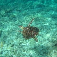 阿嘉島2泊メインの旅