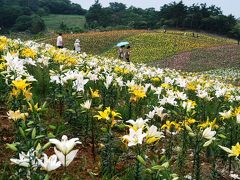 滋賀県へのドライブ・②びわこ箱館山ゆり園