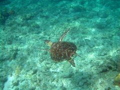 阿嘉島2泊メインの旅