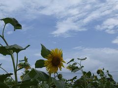 関宿町のひまわり