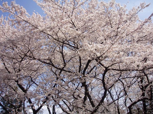 今年の東京の桜巡りは上野公園と千鳥ヶ淵です。