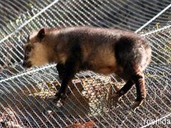 地獄谷温泉のニホンザル